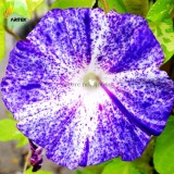 Imported Purple White Stripe Big Morning Glory Flowers, 10 Seeds, very beautiful annual flowers E3527