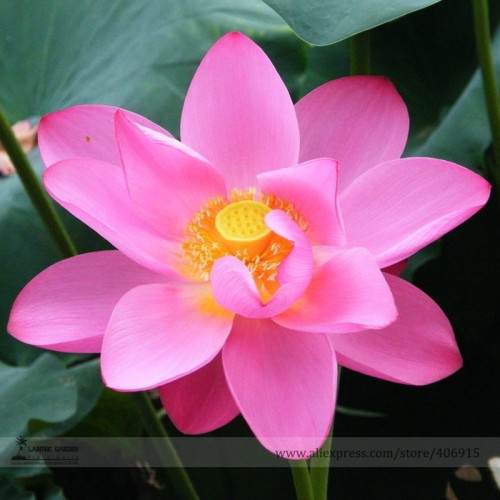 Heirloom Red 'Peach Flower' Nelumbo Nucifera Lotus Seeds, Professional Pack, 1 Seed / Pack, Bonsai Red Lotus Flower E3138
