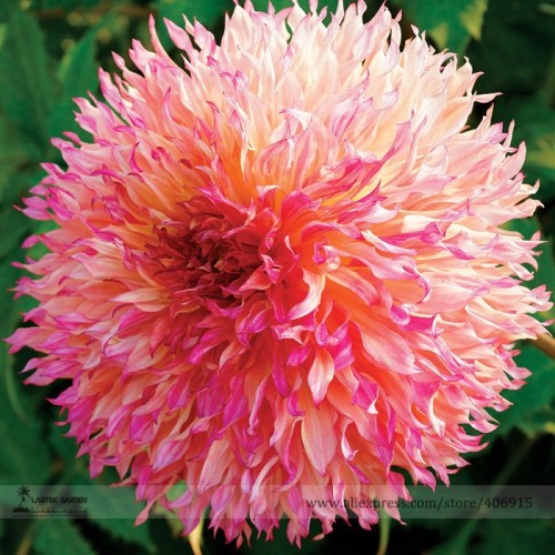 Myrtle's Folly Multi-colored Twisted Dahlia Flower Seeds, Professional Pack, 20 Seeds / Pack, Fragrant Vibrantly Colored Petals