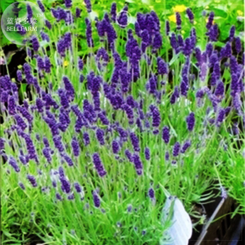 BELLFARM Blue Purple Lavender Series Bonsai Flowers, 20pcs 'Seeds'/original pack, fragrant garden flowers perennial
