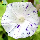 Imported White Morning Glory with Purple Spot Flowers, 10 Seeds, very beautiful annual flowers E3526