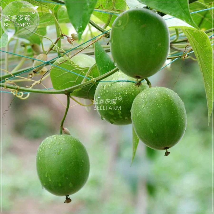 BELLFARMHeirloomLuoHanGuoSiraitiaGrosvenoriiFreshSeeds,30seeds,Chineseherbsfruitshealthygardenplanteasytogrow