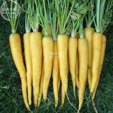BELLFARM Carrot Solar Yellow Vegetable Seeds, 100 seeds, professional pack, daucus carota organic heirloom vegetables
