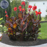 BELLFARM Scarlet Canna Tropical Bronze Perennial Flower Seeds, 10 seeds, professional pack, red leaves red flowers home garden