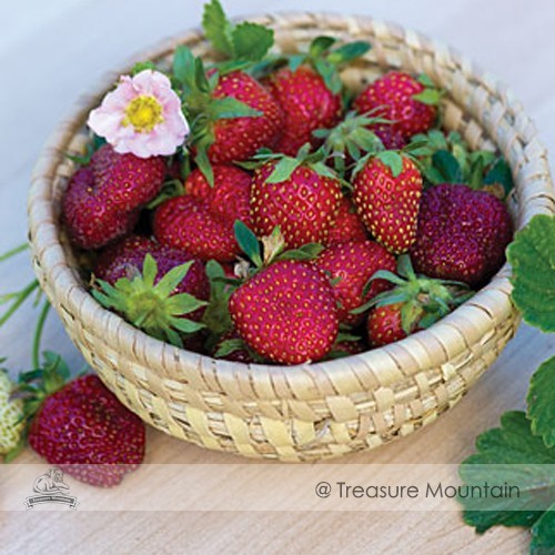 Roman F1 Strawberry Seeds, 1 Professional Pack, 100 Seeds / Pack, Deep Red Medium-sized Strawberry #NF520