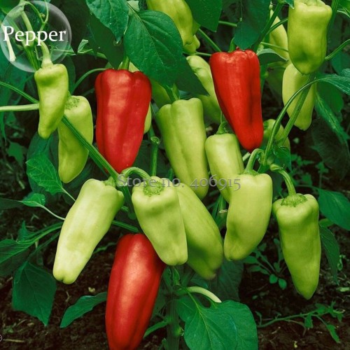 Heirloom Organic Green Red White Hot Chilli Pepper Vegetables, 20 Mixed Seeds, green nutritious vegetables E3903