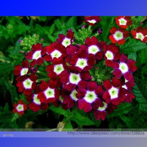 Heirloom 'Luo Han' Dark Red Verbena with White Heart Flower Seeds, Professional Pack, 50 Seeds / Pack, Long Blooming Flowers