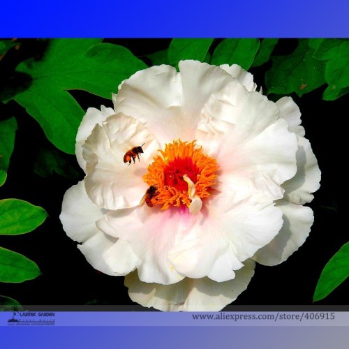 Rare 'Fu Yin' White Pink Peony Seedling Flower Seeds, Professional Pack, 5 Seeds / Pack, Strong Fragrant Flowers E3311
