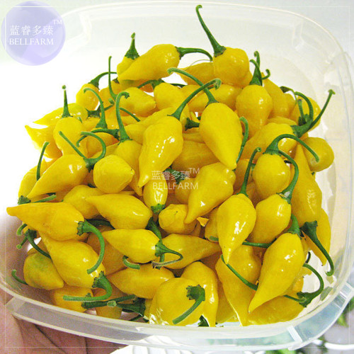 BELLFARM Chili Habanero Lemon Hot Pepper Seeds, 15 seeds, professional pack, yellow organic non-gmo vegetables