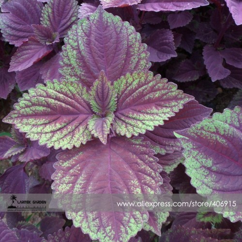 Heirloom Purple Perillaseeds, Professional Pack, 100 Seeds / Pack, Organic Refreshing Herbs E3381