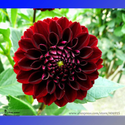 Heirloom Rare Different Types of Dahlia Flower Hybrid Seeds, Professional Pack, 50 Seeds / Pack, 100% True Varieties E3238