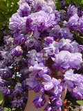 BELLFARM Wisteria Black Dragon Flower Seeds, 100 seeds, professional pack, double flowering fragrant vine plants