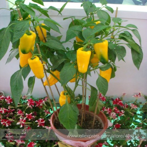 Heirloom Yellow Long Sweet Pepper Hybrid 'Huang La Meizi' Seeds 20+ Edible