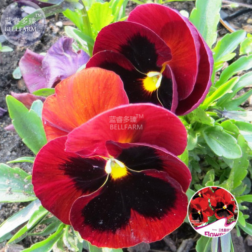 BELLFARM Pansy Red Black Petals with Yellow Eye Flowers Seeds, 30 seeds, original pack, big blooms hardy plants