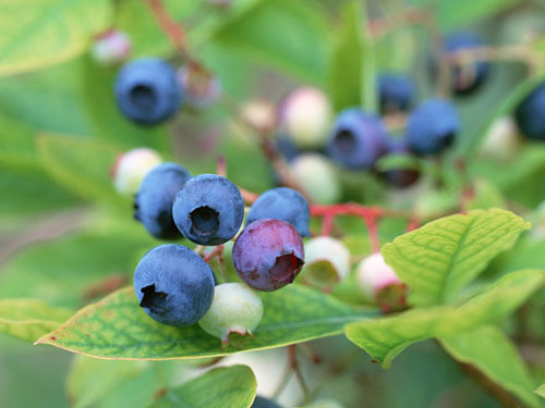 5 Professional packs, 15 seeds / pack, Bonsai Blueberry Heirloom Blue Berry Fresh seeds, Edible fruit indoor outdoor available