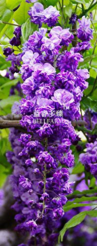 BELLFARM Wisteria Black Dragon Flower Seeds, 100 seeds, professional pack, double flowering fragrant vine plants