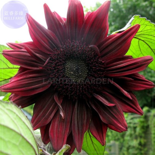 'Black Magic' Almost Black Red Ornamental Sunflowers, Professional Pack, 15 Seeds, 3-layer big blooms flowers E4065