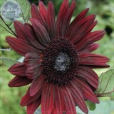 'Black Magic' Almost Black Red Ornamental Sunflowers, Professional Pack, 15 Seeds, 3-layer big blooms flowers E4065