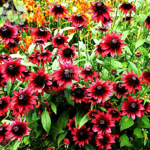 BELLFARM Cherry Dark Red Black Eyed Coneflowers Echinacea Seeds, 200 seeds, heirloom pereenial flowers big flowers