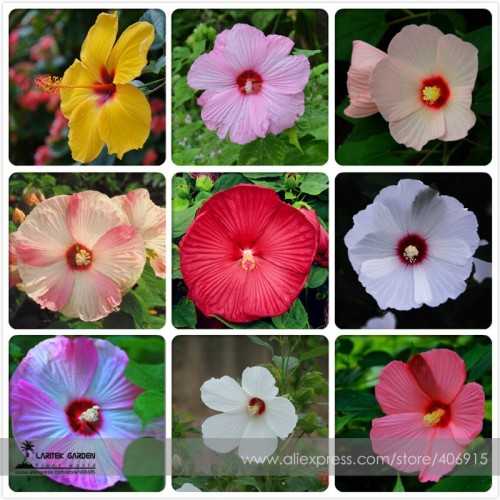Heirloom Hibiscus Moscheutos Mixed 9 Colors Mallow Rose Flower Seeds, Professional Pack, 20 Seeds / Pack, Eastern Rosemallow