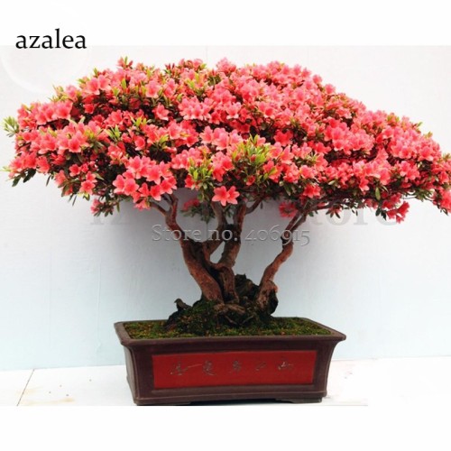 100% Genuine Rose Pink Bonsai Azaleas Rhododendron, 50 Seeds, beautiful and attracting butterflies light up your garden E3584
