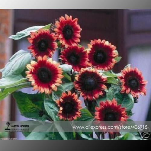 'Cherry Rose Hybrid' Dark Red Ornamental Sunflower Seeds, Professional Pack, 20 Seeds / Pack, Very Rare Flowers