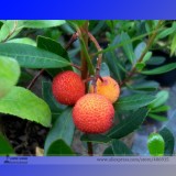 Madrone Killarney Waxberry Tree Arbutus Unedo Seeds, Professional Pack, 5 Seeds / Pack, Sweet Fruit Bonsai E3341