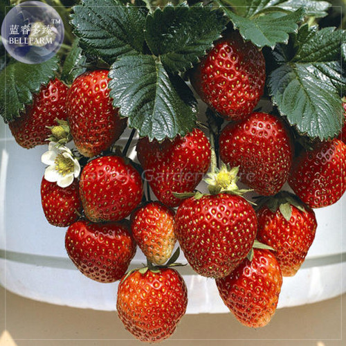 Temptation Strawberry Seeds, 100 Seeds, Professional Pack, red fruits white flowers E4084