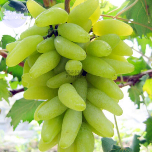BELLFARM Golden Green Sweet Grape Organic Seeds, Professional Pack, 15 Seeds / Pack, Hardy Plant Delicious Fruit E3088