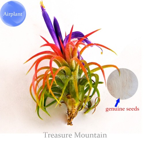 Lonantha Mexican Air Plant, 5 seeds, beautiful booms green red purple colors on a plant TS241T