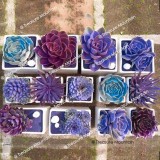 1 Professional Pack, approx 100 Seeds / Pack, Mixed Bonsai Purple Succulent Plant Seed #NF365