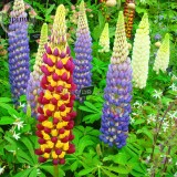 Heirloom Wild Lupine Flowers Mixed Pink White Yellow Red Purple Dark Red colors, 20 Seeds, very easy to grow E3703