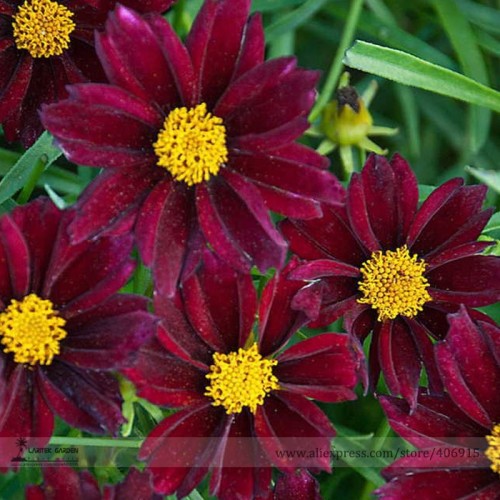 The Rarest Mercury Rising Coreopsis Dark Red Cosmos Flower Seeds, Professional Pack, 20 Seeds / Pack, Hardy Perennial Cosmos