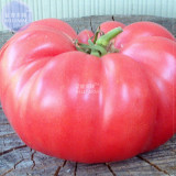 BELLFARM Tomato Mixed Giant Vegetable Seeds, 100 seeds, white red yellow pink rainbow black gray organic tomato