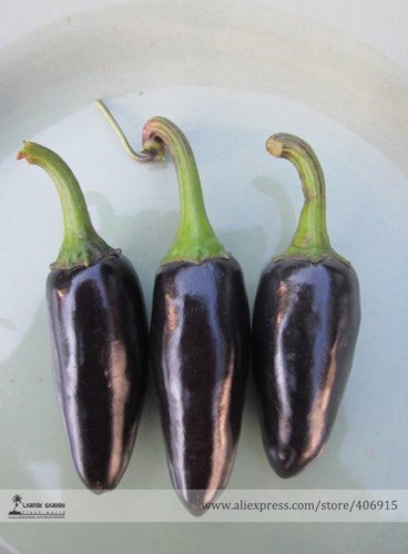 Rare Black Hungarian Hot Chili Pepper Organic Seeds, Professional Pack, 50 Seeds / Pack, Edible Ornamental Plant E3117