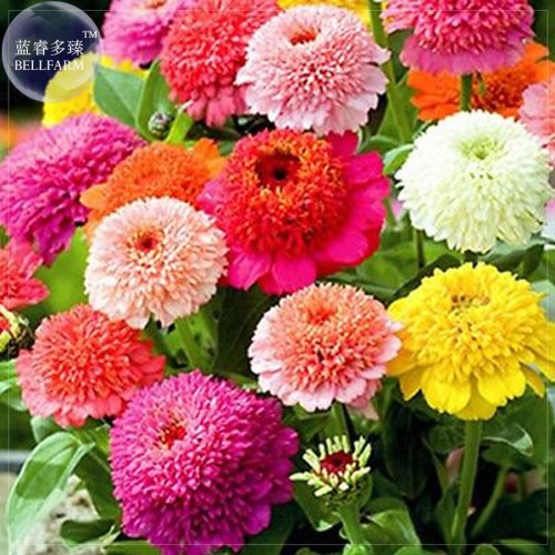 Zinnia Scabiosa Flowered Mix Seeds, Professional Pack, 50 seeds, brushy big blooms flowers youth-and-old-age E4047