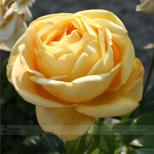 Double Yellow Rose Flower Seeds, Professional Pack, 50 Seeds / Pack, Strong Fragrant Rose #LG00037