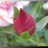 BELLFARM Red Rose Bud Bonsai Flowers, 50pcs/Pack, Light Fragrant Smell Good for Bodies E3386
