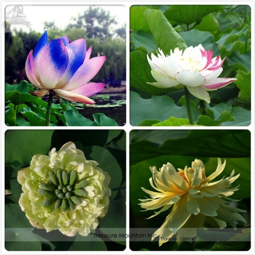 Rare Colorful White Yellow Green Mixed Double Petalled Lotus Nelumbo Nucifera Flower Seeds, Professional Pack, 5 Seeds / Pack