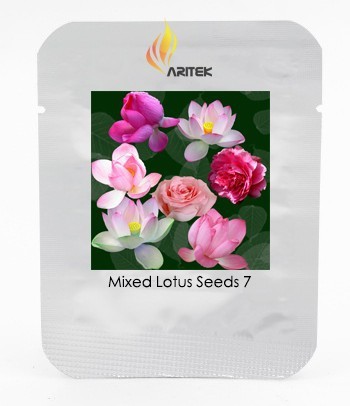 Mixed Red Pink Nelumbo Nucifera Lotus Flower Laritek ,Seeds Professional Pack, 7 Seeds / Pack, Bonsai Pond Available E3159