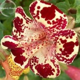 Rare Beautiful Colorful Monkey Face Flowers, 30 mixed Seeds, attract butterflies light up your garden E3699