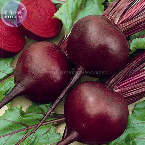 BELLFARM Dark Red Beet Organic Seeds, 50 Seeds, Professional Pack,  sweet tasty blood red flesh vegetables BD095H