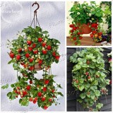 Hanging Giant Red Strawberry Fruits, 100 seeds, heirloom juicy sweet tasty strawberry E3800