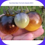 Very Rare Bumble Bee Heirloom Tomato Seeds, Professional Pack, 300 Seeds / Pack, Low Acid Tomato #LG00013
