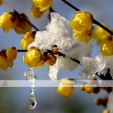 1 Professional Pack, approx 8 Seeds / Pack, Chinese Flower Yellow Fragrant Winterseet Chimonanthus Praecox for Bonsai #NF341