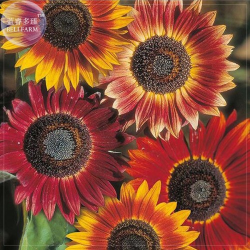 Evening Sun Sunflower, Professional Pack, 20 seeds, Tall Multiple Head Cut Flower E4046
