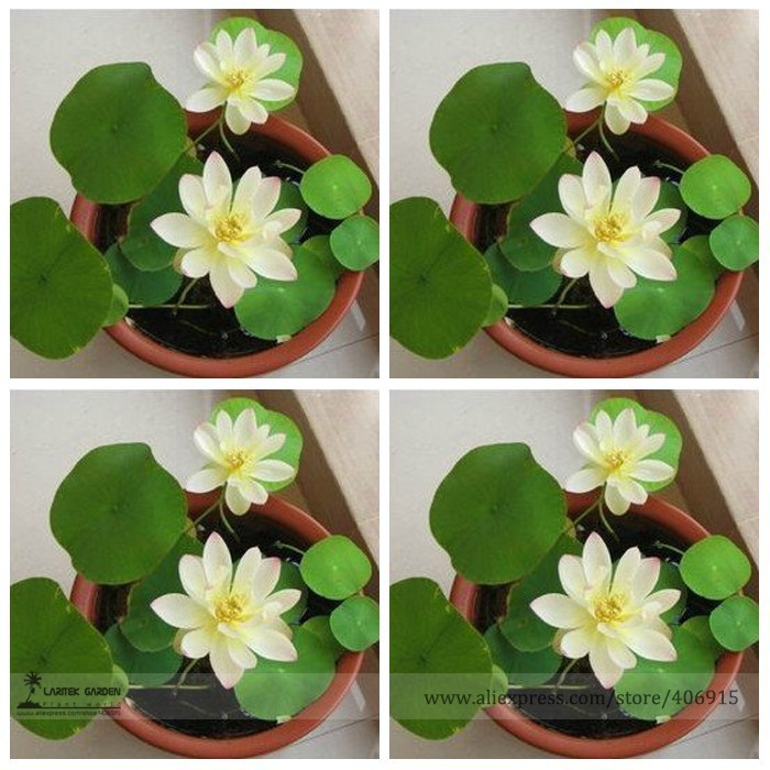 Us 0 58 Heirloom Bonsai White Nelumbo Nucifera Lotus Seeds Professional Pack 1 Seed Pack E Z To Grow Flower E3123 M Deargogo Com