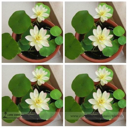 Heirloom Bonsai White Nelumbo Nucifera Lotus Seeds, Professional Pack, 1 Seed / Pack, E-Z to Grow Flower E3123