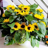 BELLFARM Short-stemed Bonsai Sunflowers many headed flowers seeds, 15 seeds, 38cm tall ornamental all seasons planting flowers