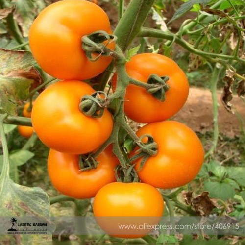 Heirloom Organic Yellow Truss Tomato Middle-sized Fruits Seeds Tasty Juicy Sweet